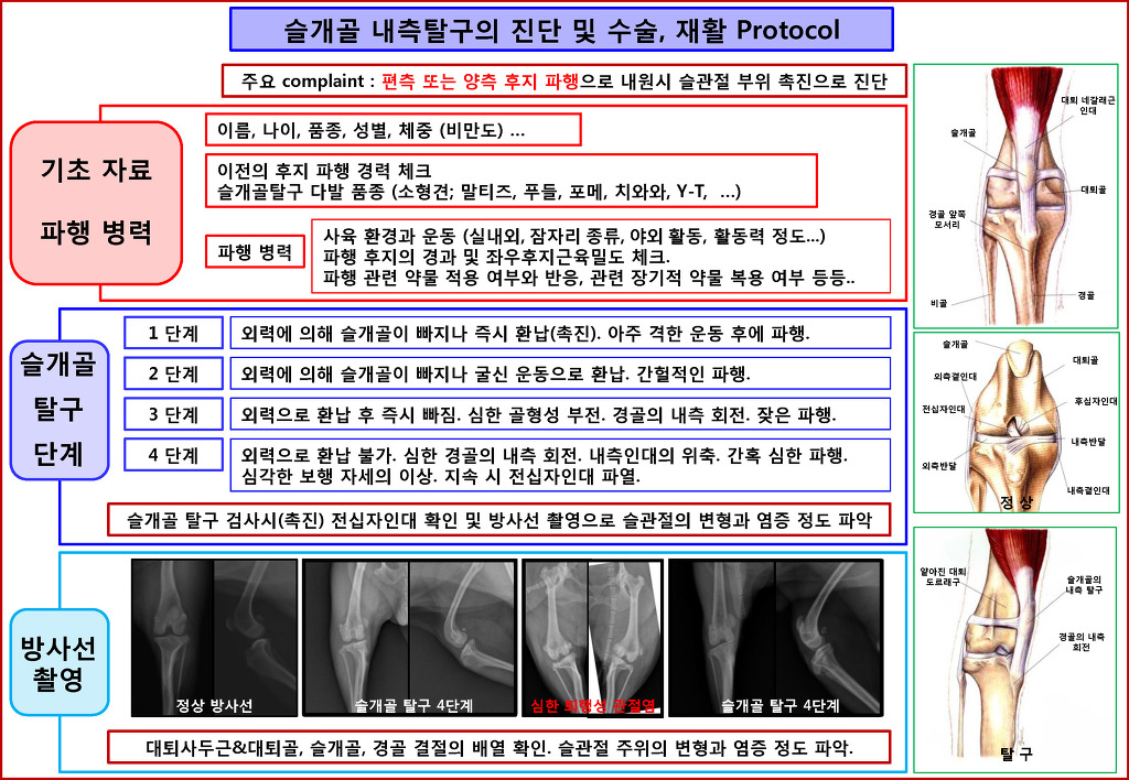 patellar_diagnosis.jpg