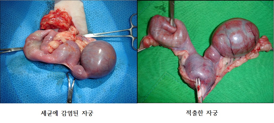 pyometra1.jpg